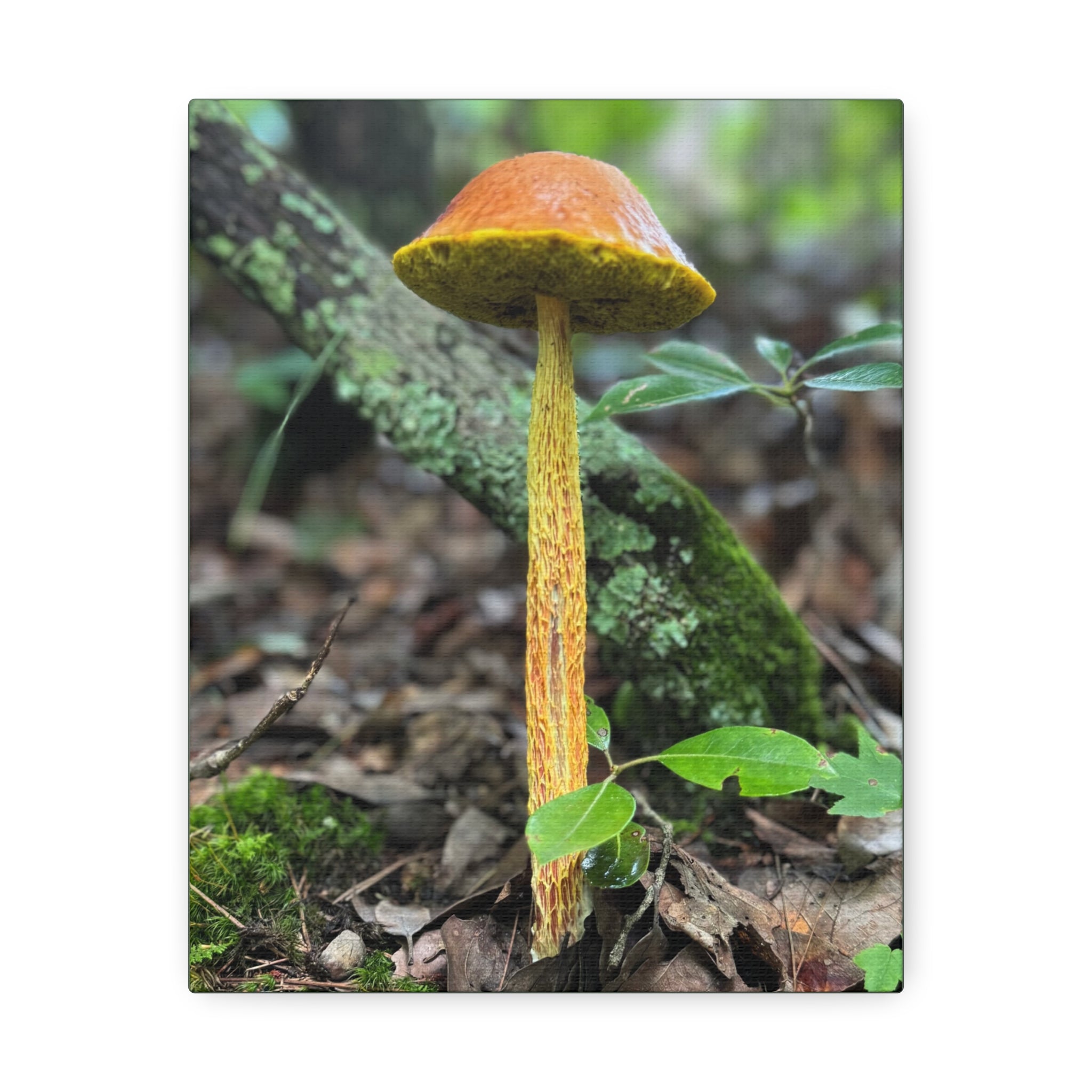 Wild Mushroom Print, stretched cotton canvas print | by 515Gear.com | North Georgia Beckons