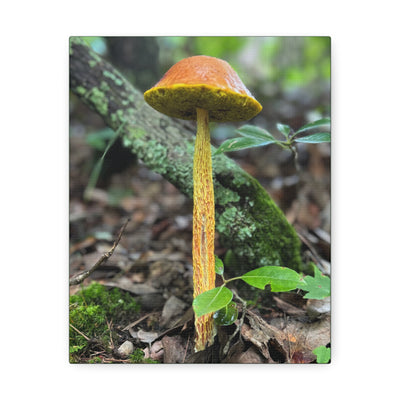 Wild Mushroom Print, stretched cotton canvas print | by 515Gear.com | North Georgia Beckons 