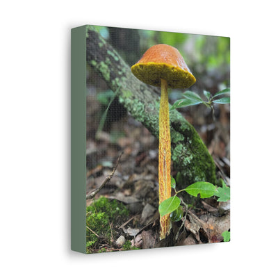 Wild Mushroom Print, stretched cotton canvas print | by 515Gear.com | North Georgia Beckons 